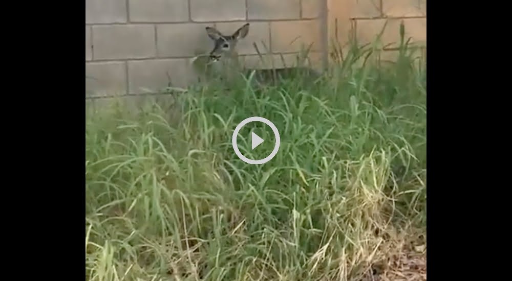 video venado monterrey