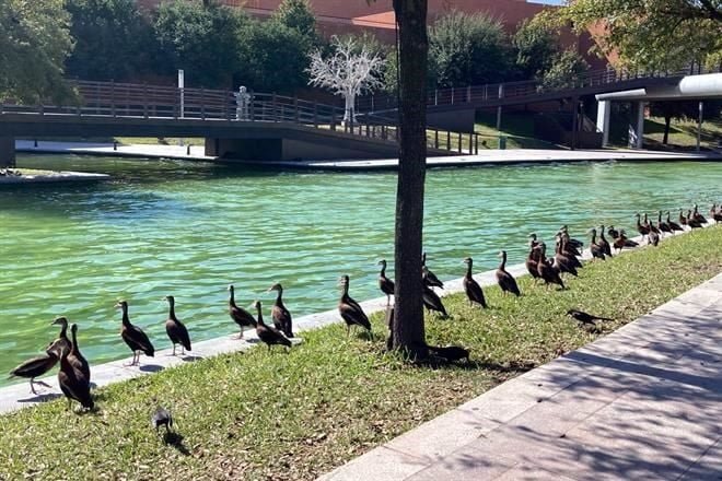 patos pijijes santa lucia monterrey -2