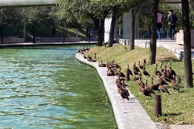 patos pijijes santa lucia monterrey